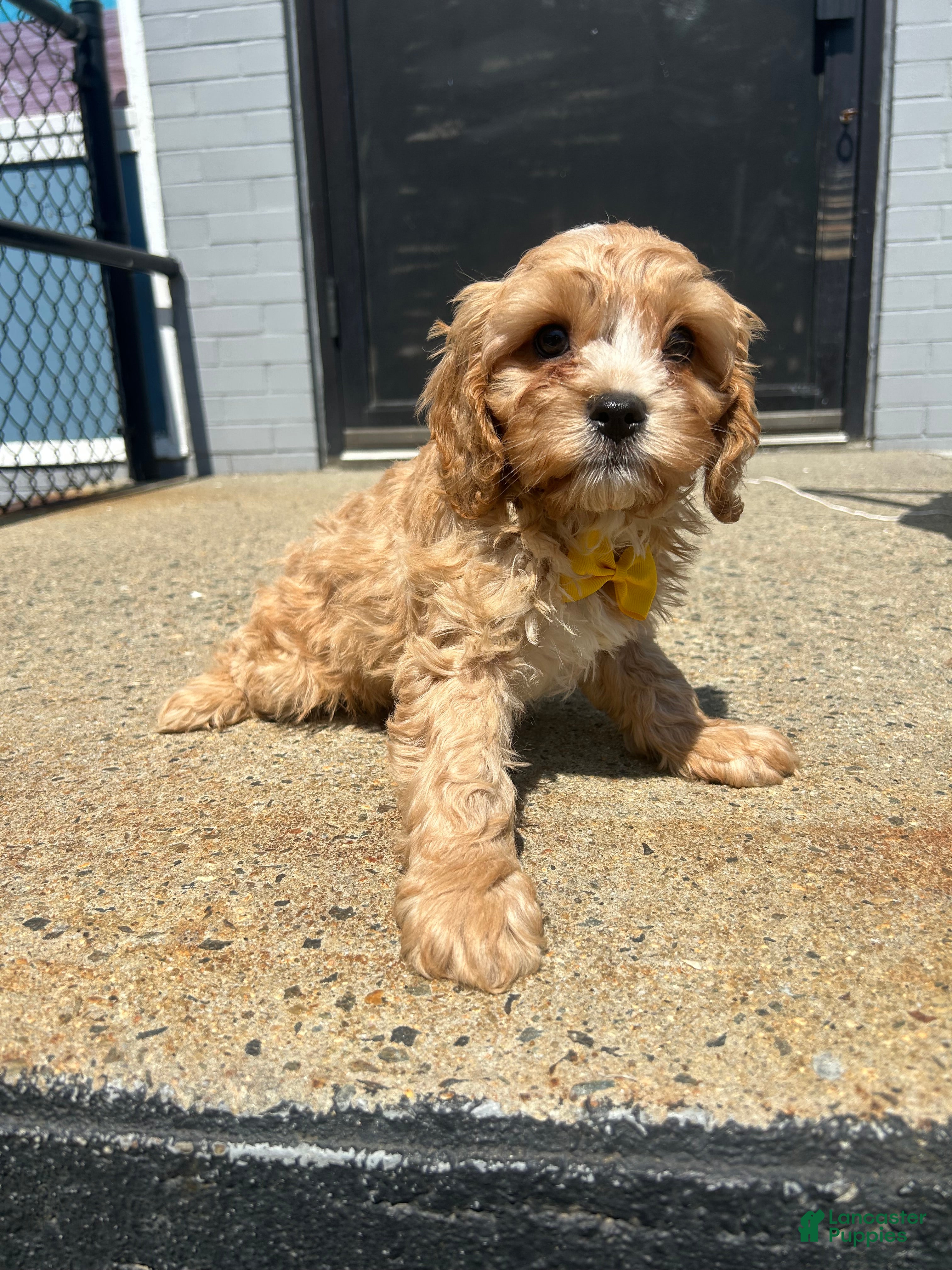 Mixed Breed dogs Mixed Breed 1 - Ad 14