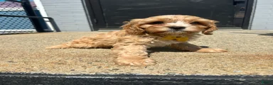 Mixed Breed 1