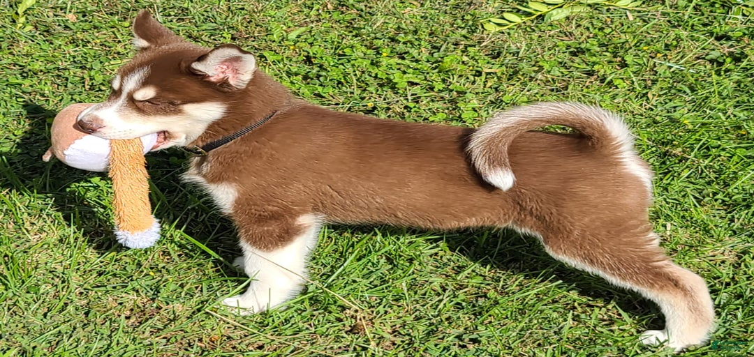 Gallery Image {{count}}