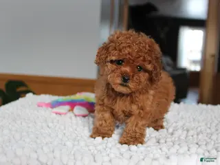 Toy Poodle dogs Teacup Aubrey - Ad 42