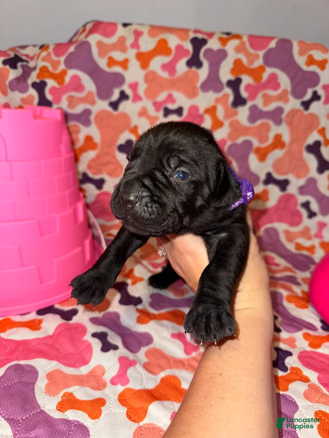 Cane Corso dogs for sale: Purple Collar Female - Ad 1