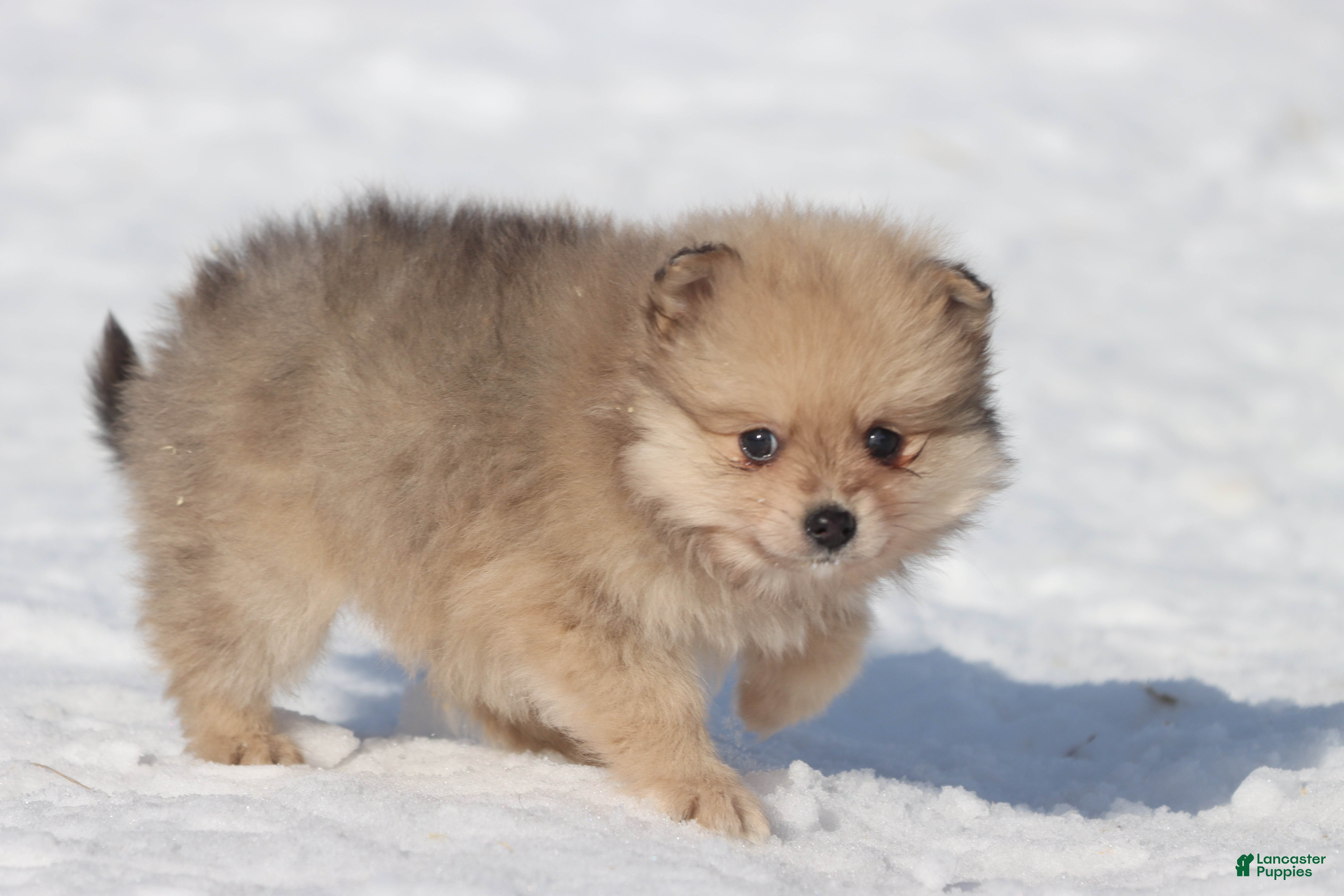 Pomeranian dogs Yoshi - Ad 16
