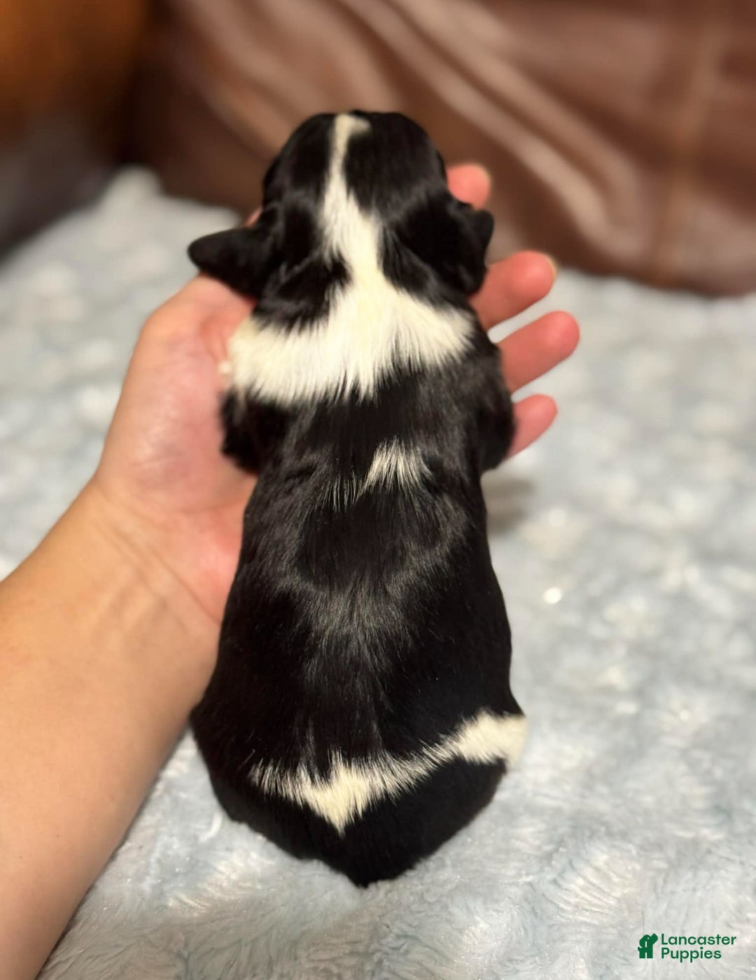 Cavalier King Charles Spaniel dogs for sale: Ziggy - Ad 5