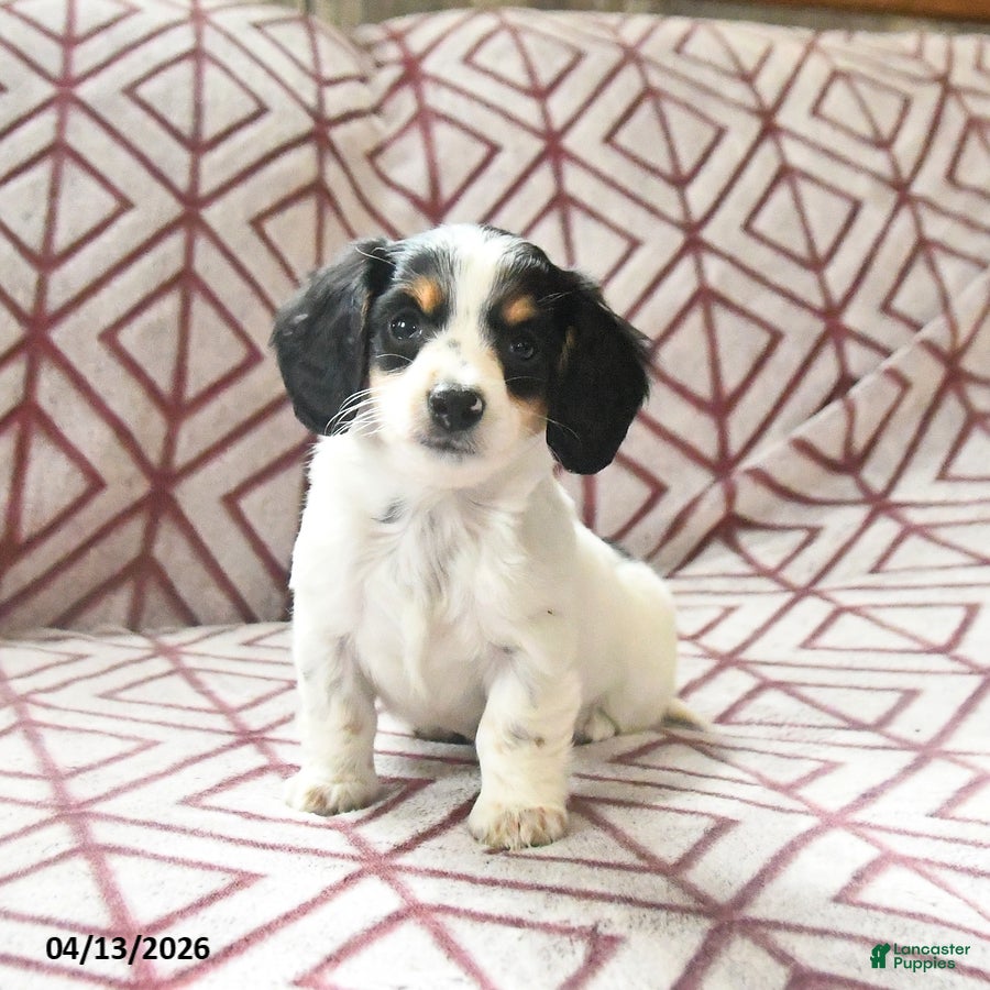 Miniature Dachshund dogs Daisy - Ad 1