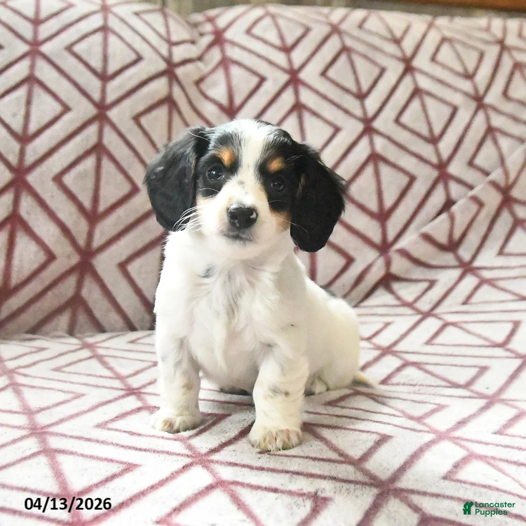 Miniature Dachshund dogs for sale: Daisy - Ad 1