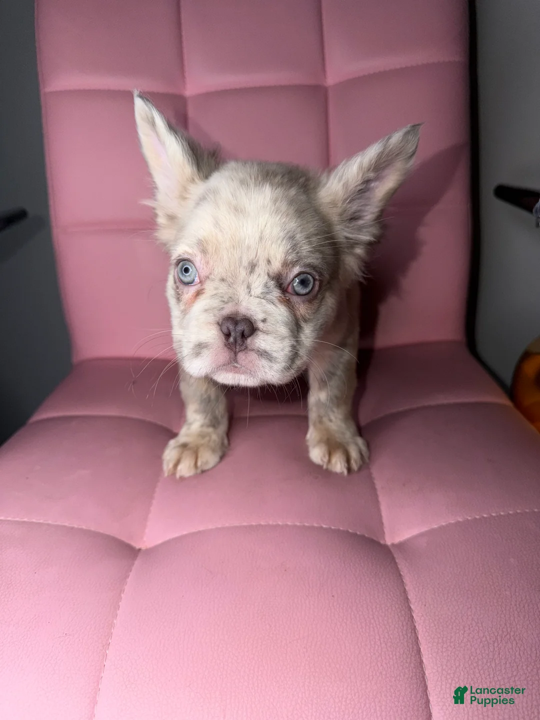 French Bulldog dogs for sale: French Bulldog Puppy 7 - Ad 1