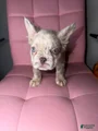 French Bulldog Puppy 7