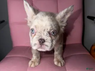 French Bulldog dogs French Bulldog Puppy 7 - Ad 5