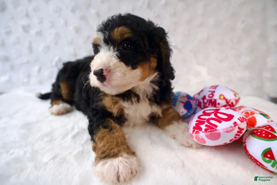 Mini Bernedoodle dogs for sale: Ms. Oreo - Ad 2