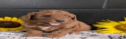 Mini Goldendoodle dogs for sale: Mini -Katy - Ad 8