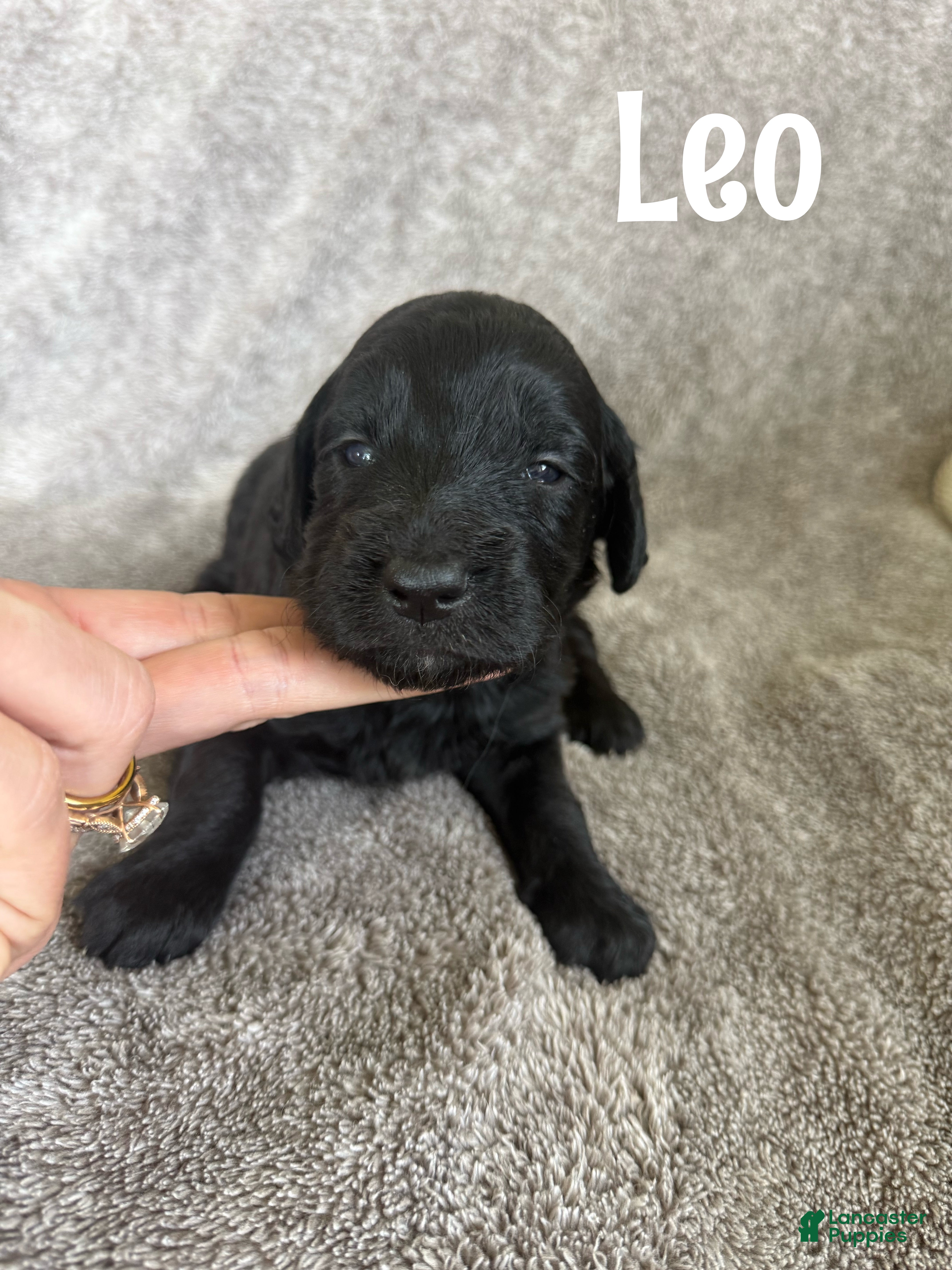 Goldendoodle dogs Leo - Ad 1