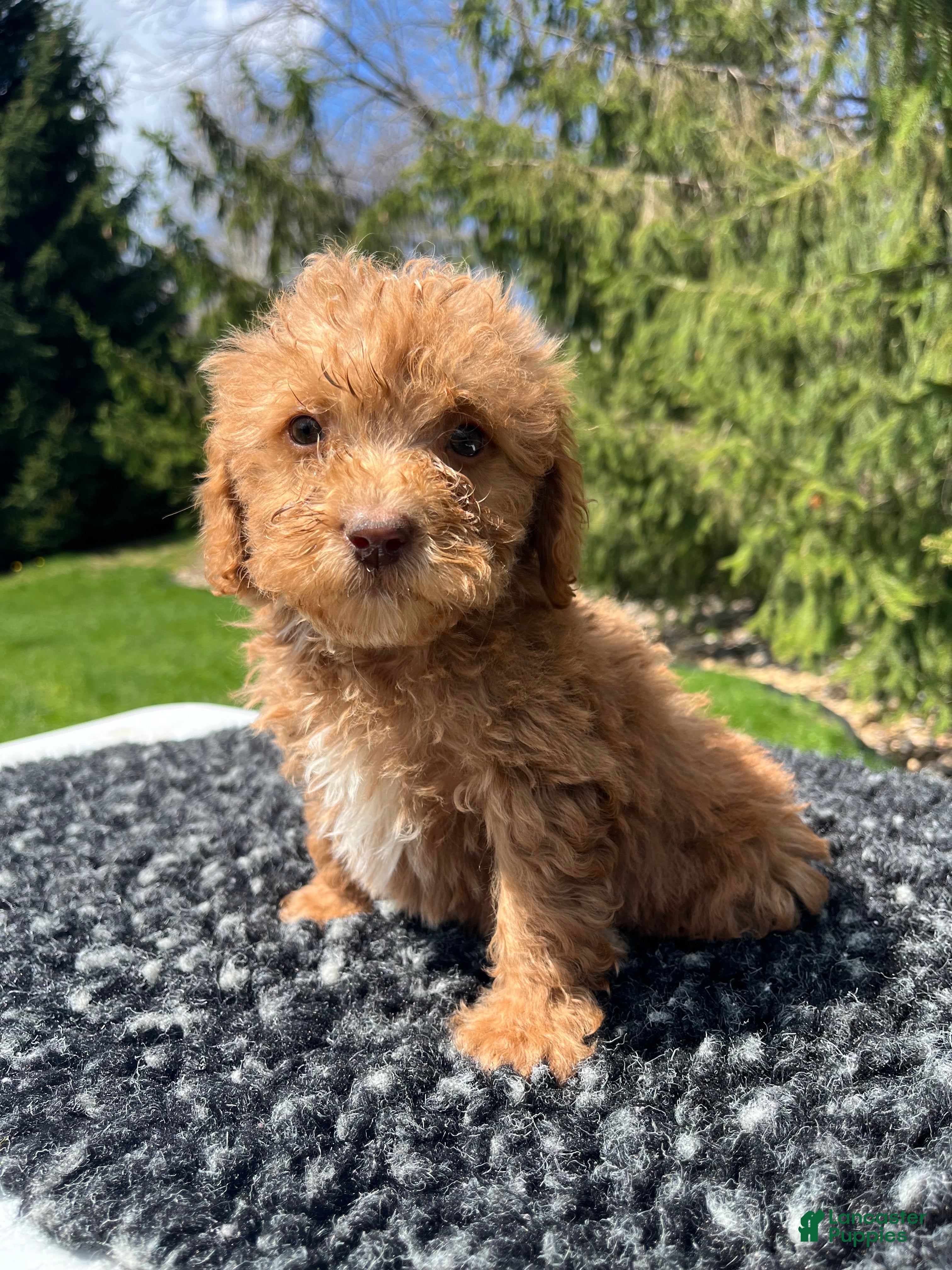 Mini Goldendoodle dogs Lily - Ad 1