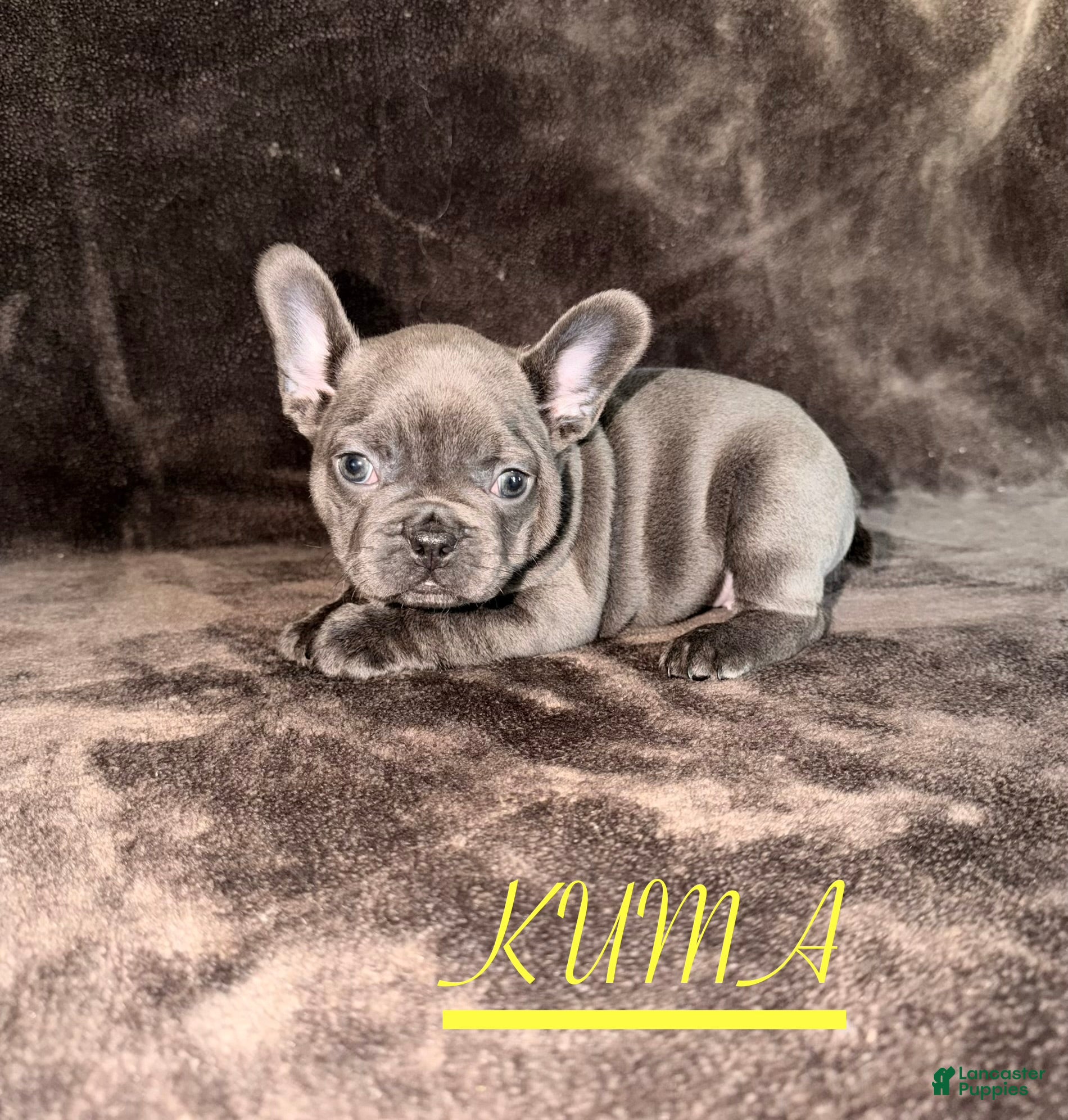 French Bulldog dogs French Bulldog 3 - Ad 2