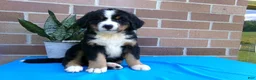 Bernese Mountain Dog dogs for sale: Tulip - Ad 9