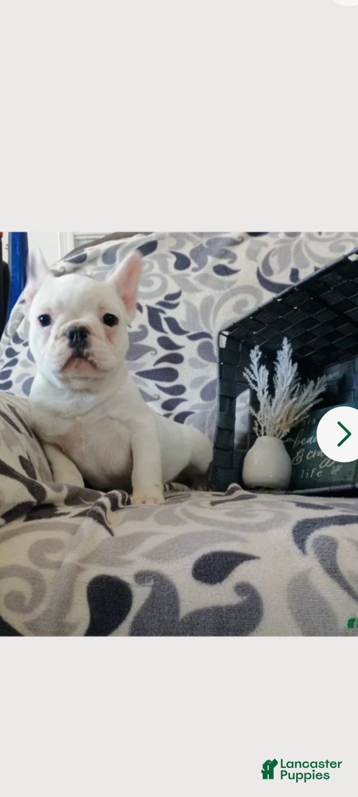 French Bulldog dogs Anthony  - Ad 2