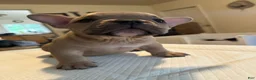 American Bully dogs for sale: Flippers - Ad 5