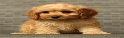Cockapoo dogs for sale: Pumpkin - Ad 6