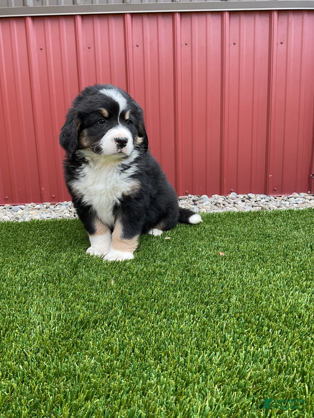 Bernedoodle dogs for sale: Roses - Ad 2