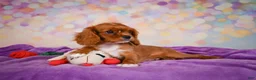 Cavalier King Charles Spaniel dogs for sale: Chase - Ad 5