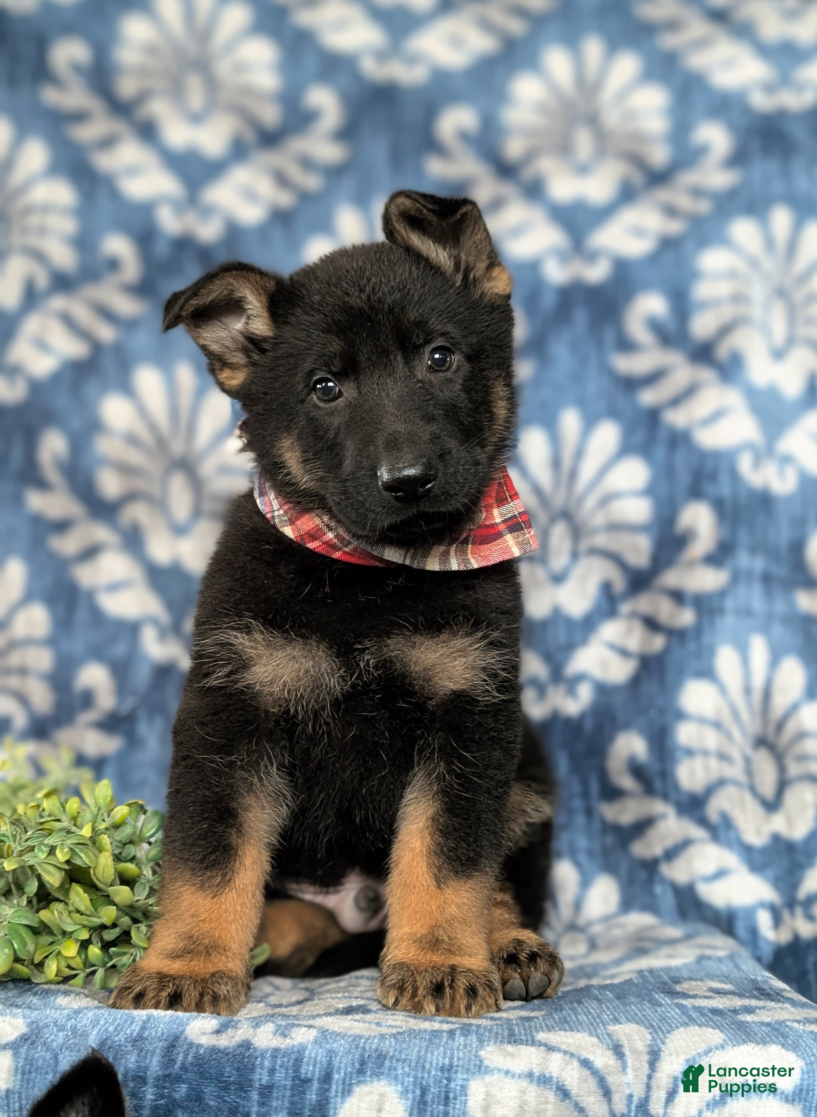 German Shepherd dogs Cassidy - Ad 2