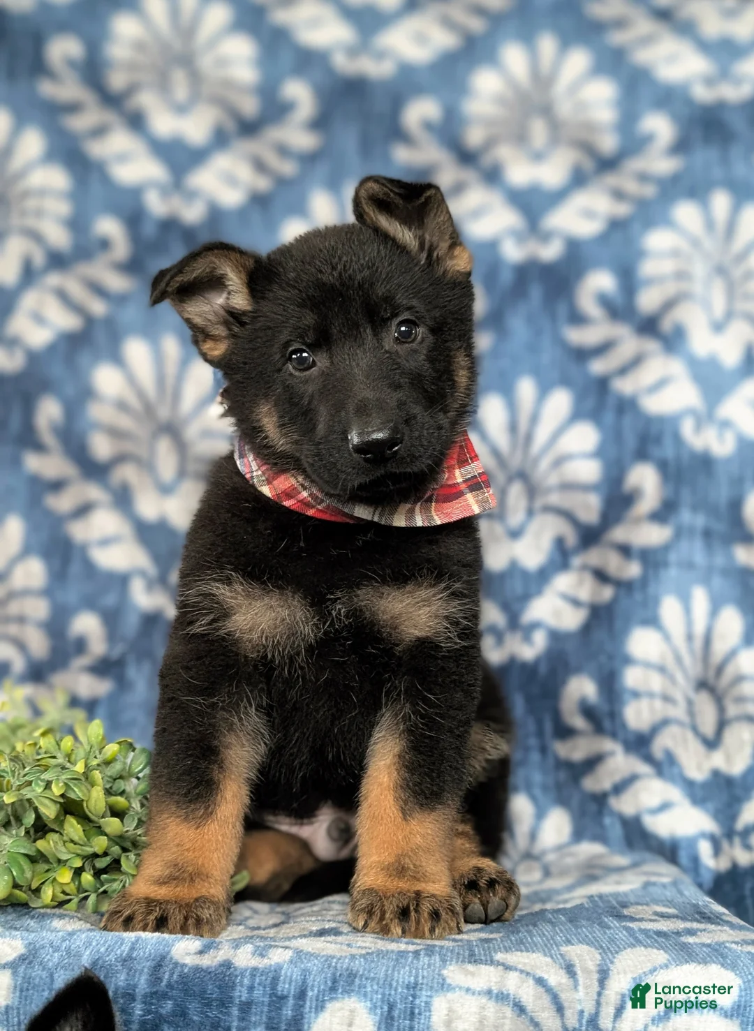 German Shepherd dogs for sale: Cassidy - Ad 2