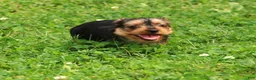 Yorkshire Terrier dogs for sale: Dolly - Ad 8