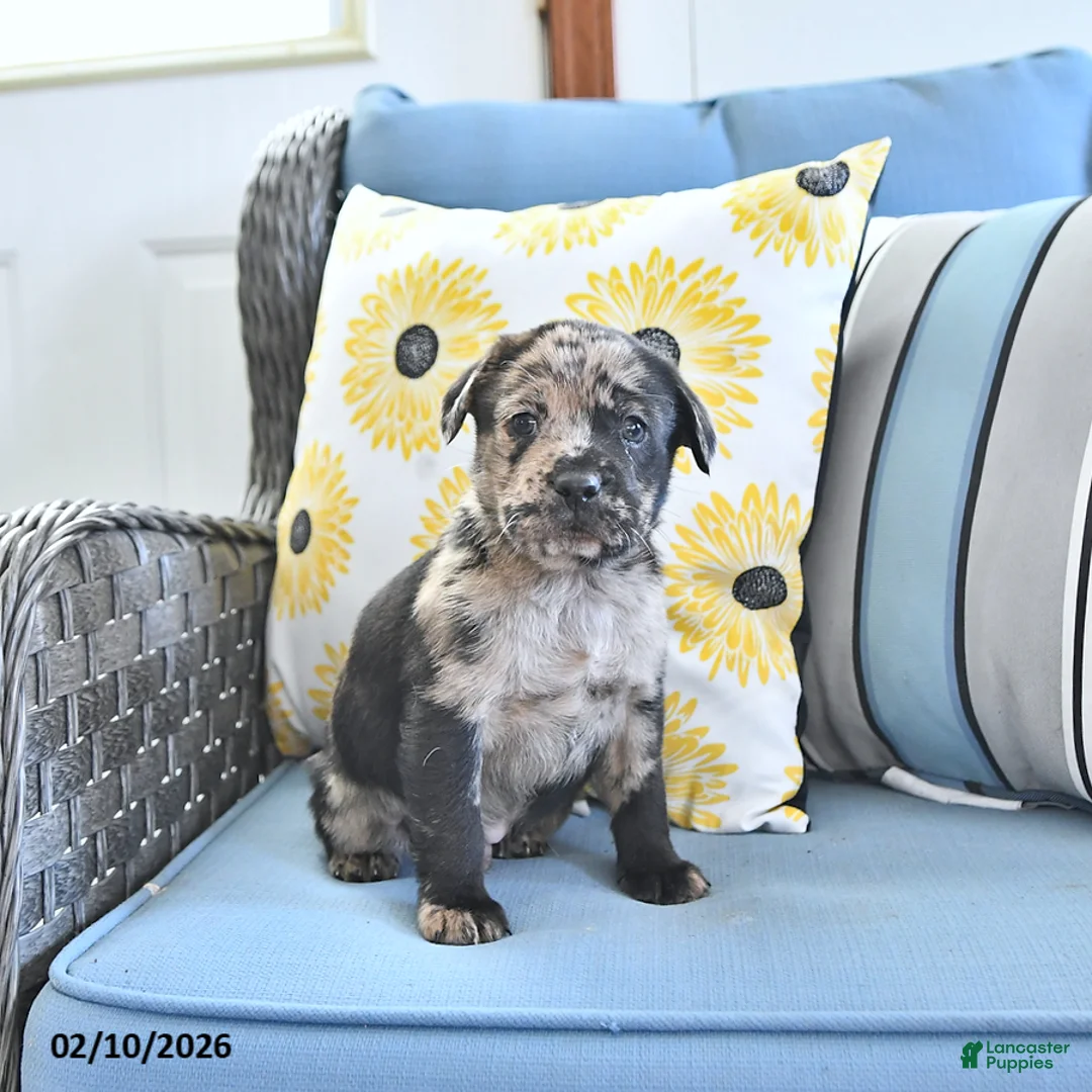 Mini Hippo dogs for sale: Tyler - Ad 1