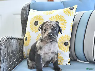 Mini Hippo dogs Tyler - Ad 8