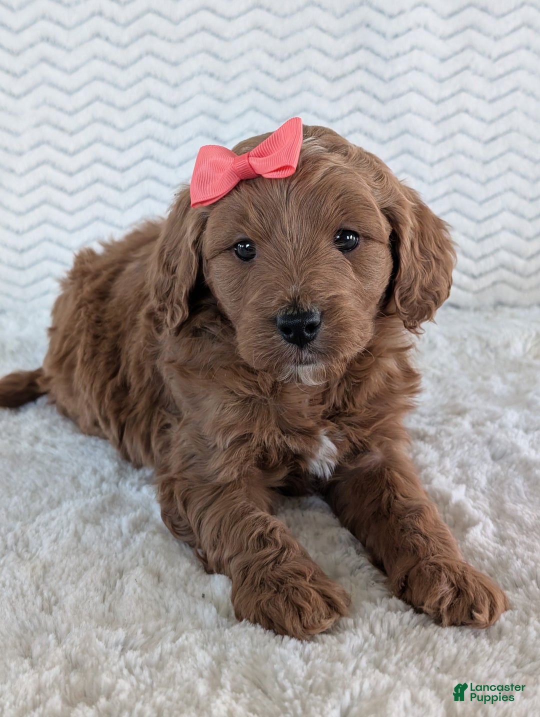 Goldendoodle dogs for sale: Gracie - Ad 2