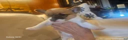 Mixed Breed dogs for sale: Janus - Ad 9