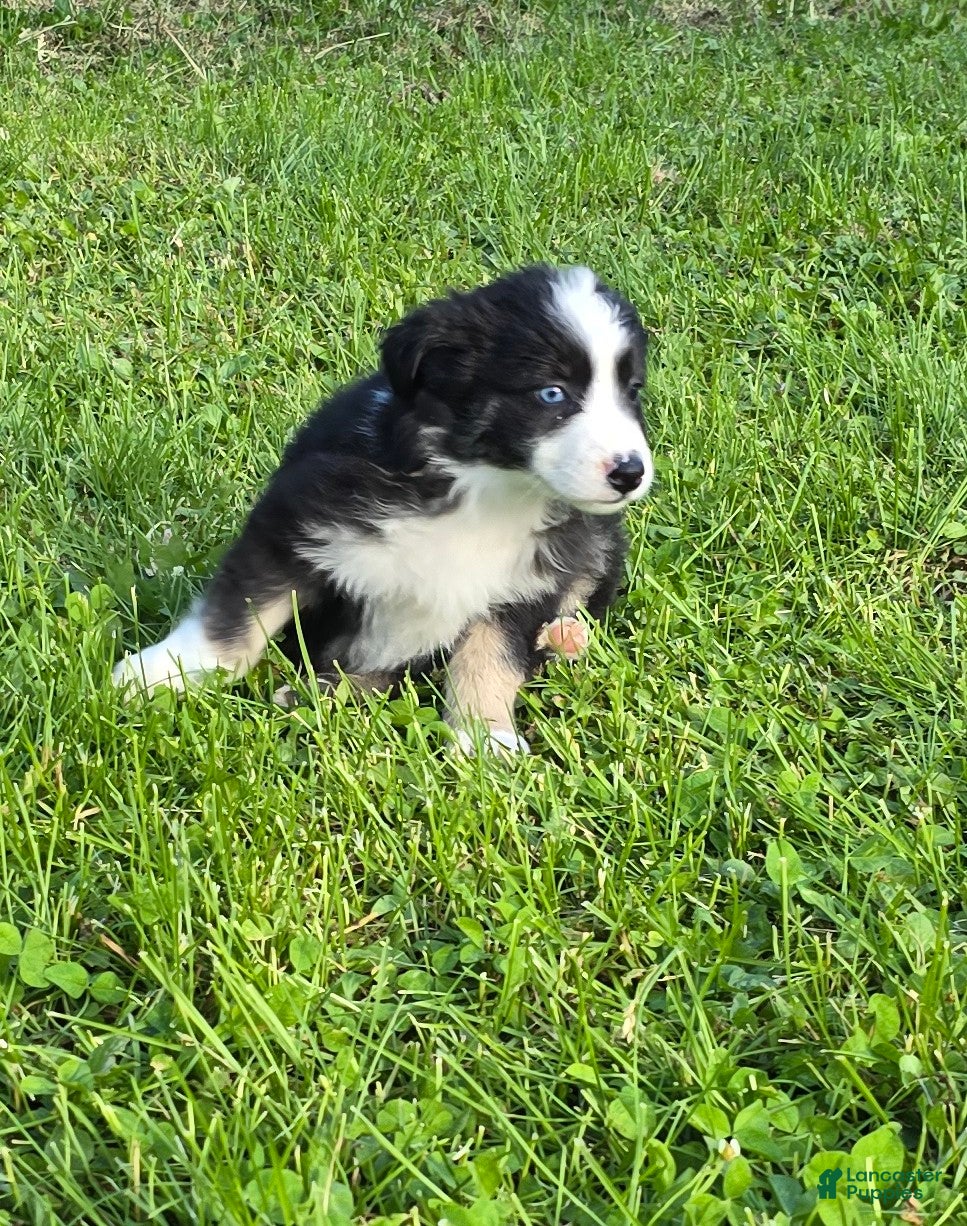 Australian Shepherd dogs Deja - Ad 1