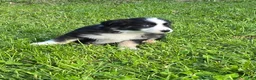 Australian Shepherd dogs for sale: Deja - Ad 1