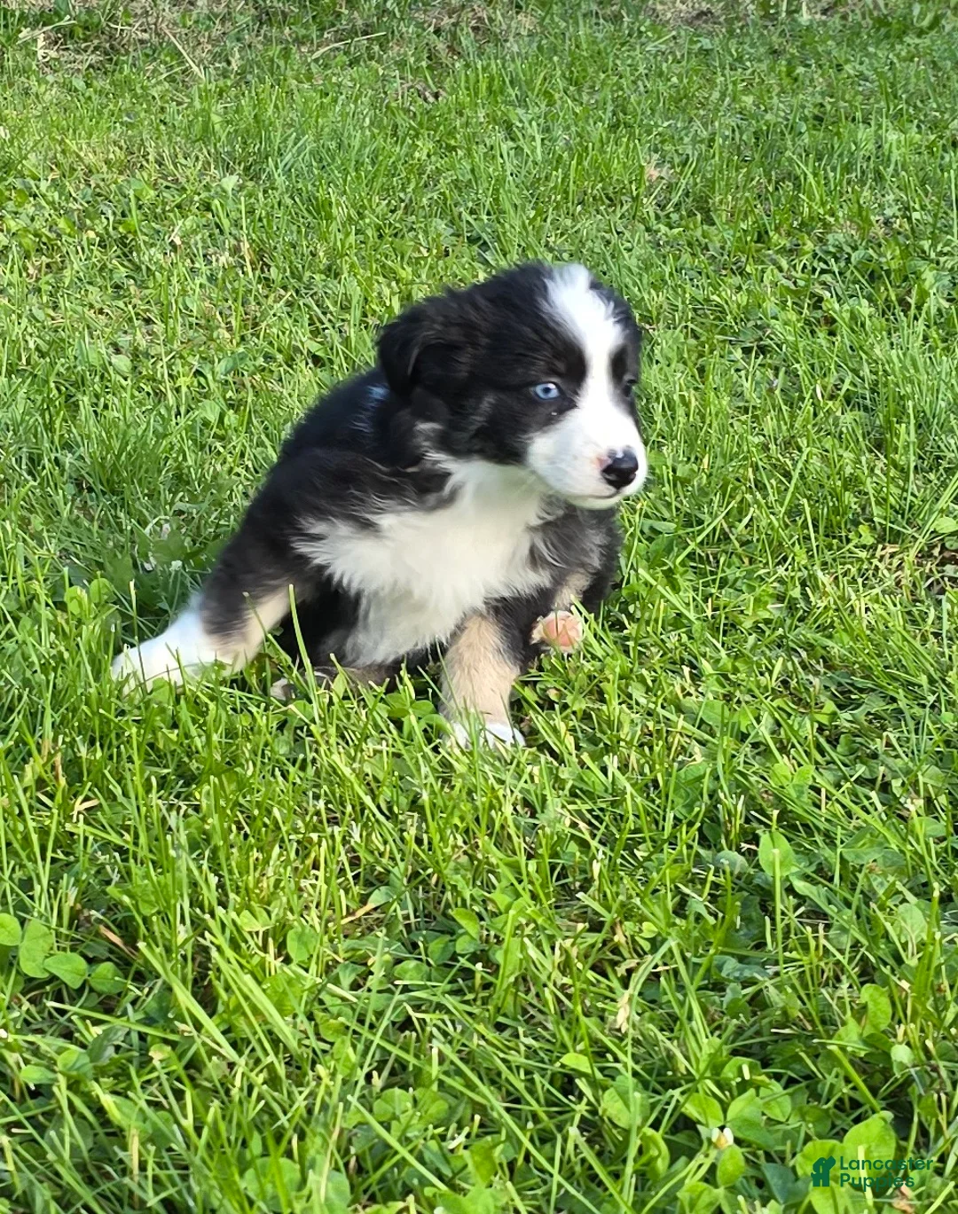 Australian Shepherd dogs for sale: Deja - Ad 1