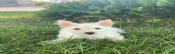 West Highland Terrier dogs for sale: Wanda - Ad 4