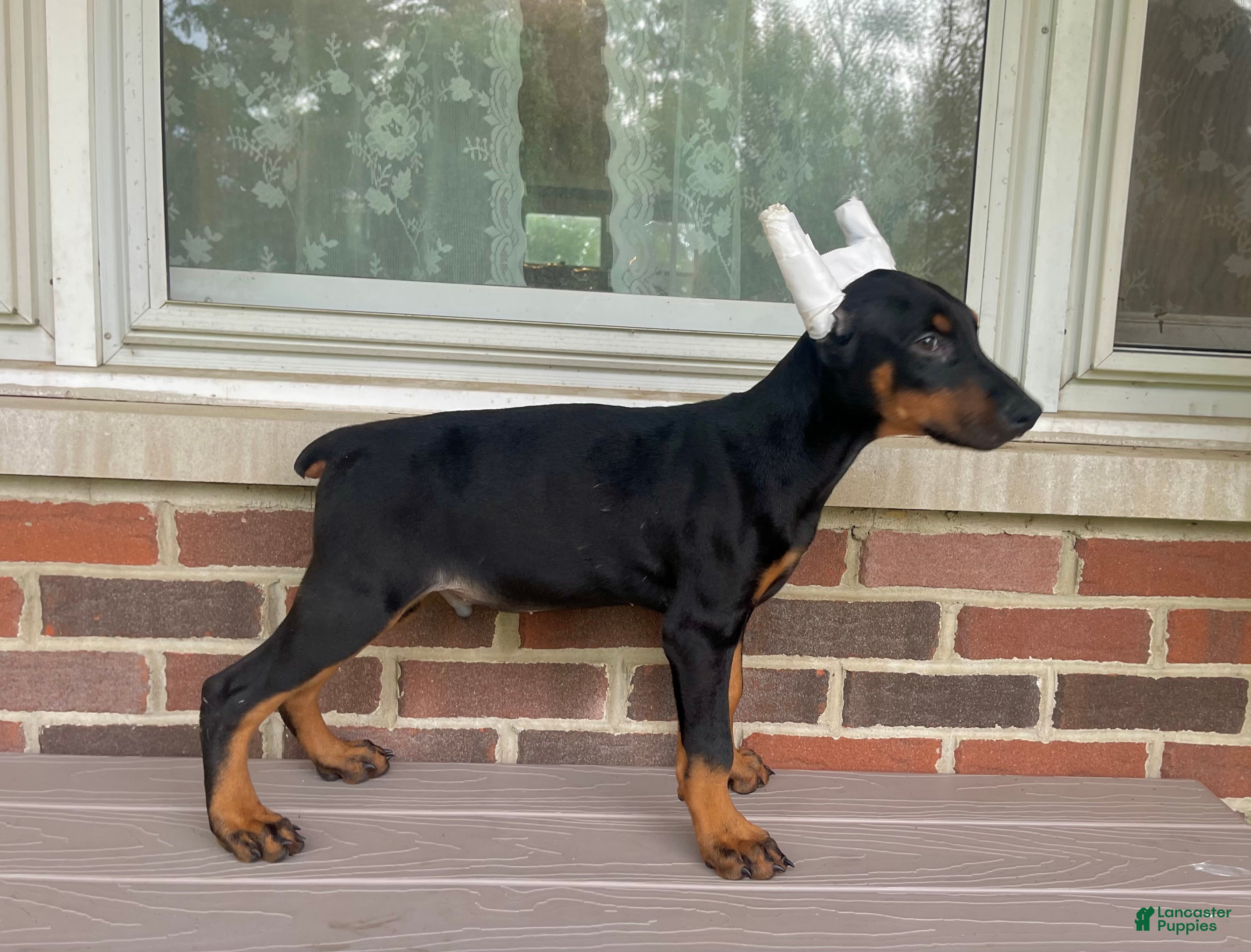 Doberman Pinscher dogs Havoc - Ad 1