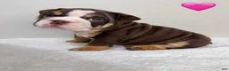 English Bulldog dogs for sale: English Bulldog 2 - Ad 3