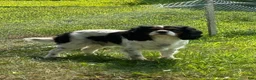Cavalier King Charles Spaniel dogs for sale: Cavalier King Charles Spaniel 1 - Ad 2