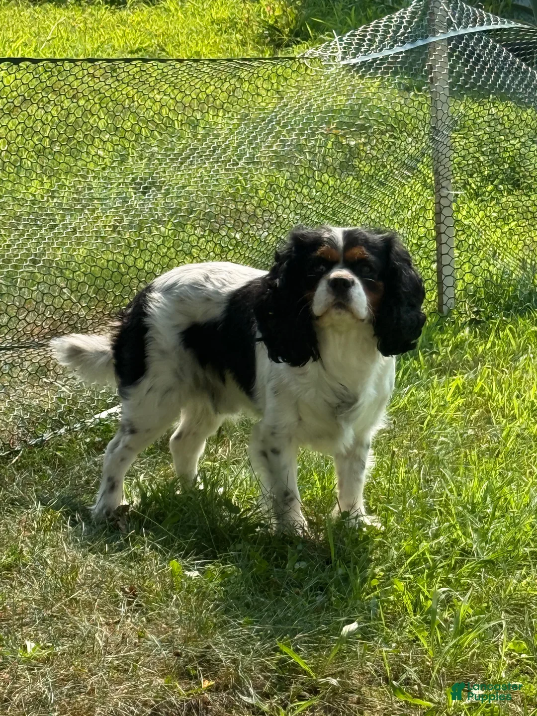 Cavalier King Charles Spaniel dogs for sale: Cavalier King Charles Spaniel 1 - Ad 2