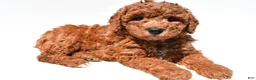 Mini Goldendoodle dogs for sale: Holly - Ad 7