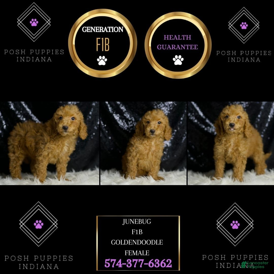 Mini Goldendoodle dogs for sale: Junebug - Ad 6