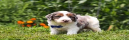 Mini Bernedoodle dogs for sale: Gordon - Ad 3