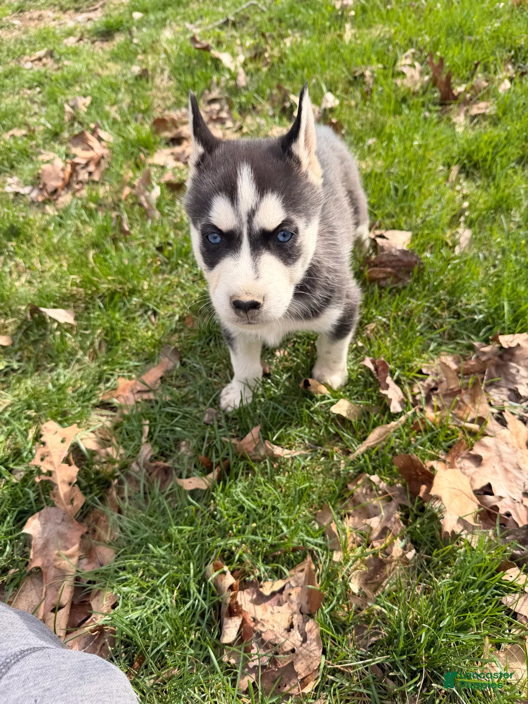 Siberian Husky dogs for sale: Zeus - Ad 2