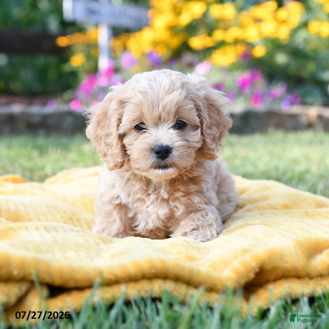 Cockapoo dogs for sale: Lilac - Ad 2