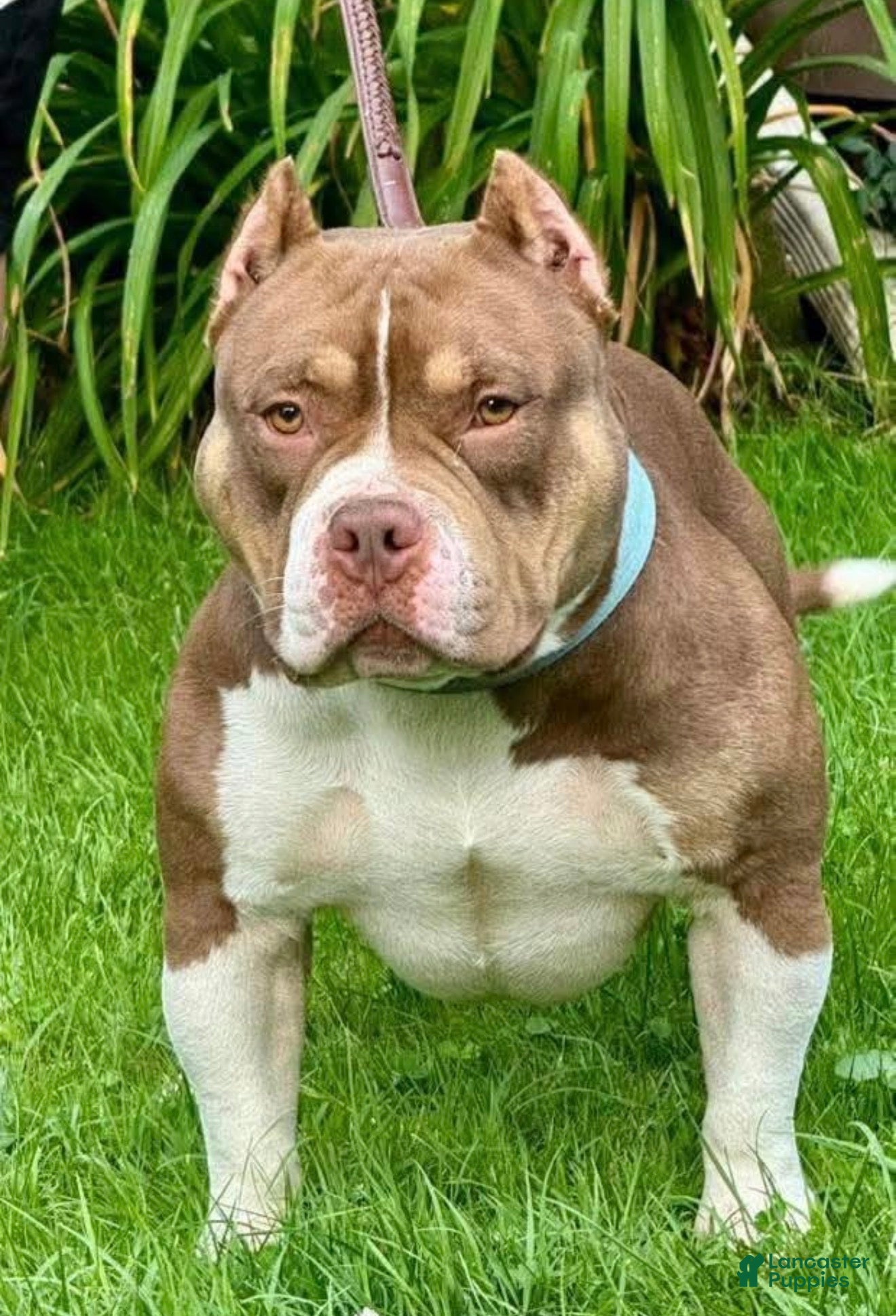 Louie (American Bully, Male) in Sharon, PA