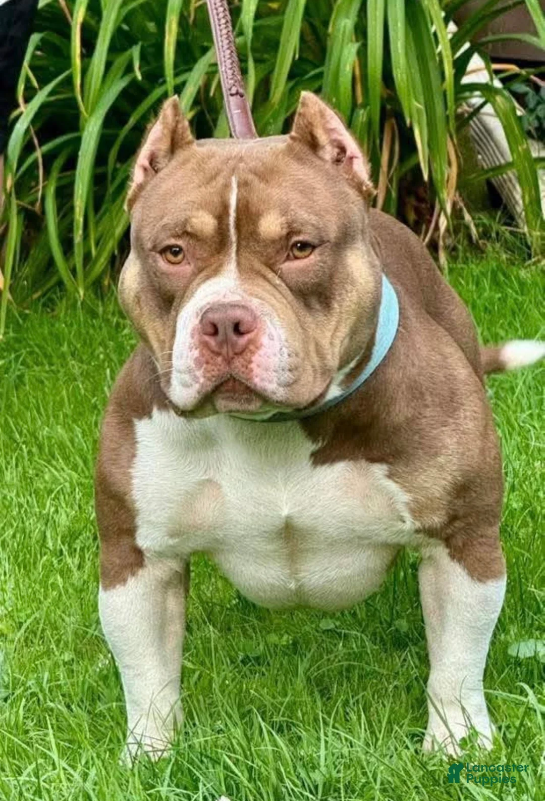 American Bully dogs for sale: Louie - Ad 1