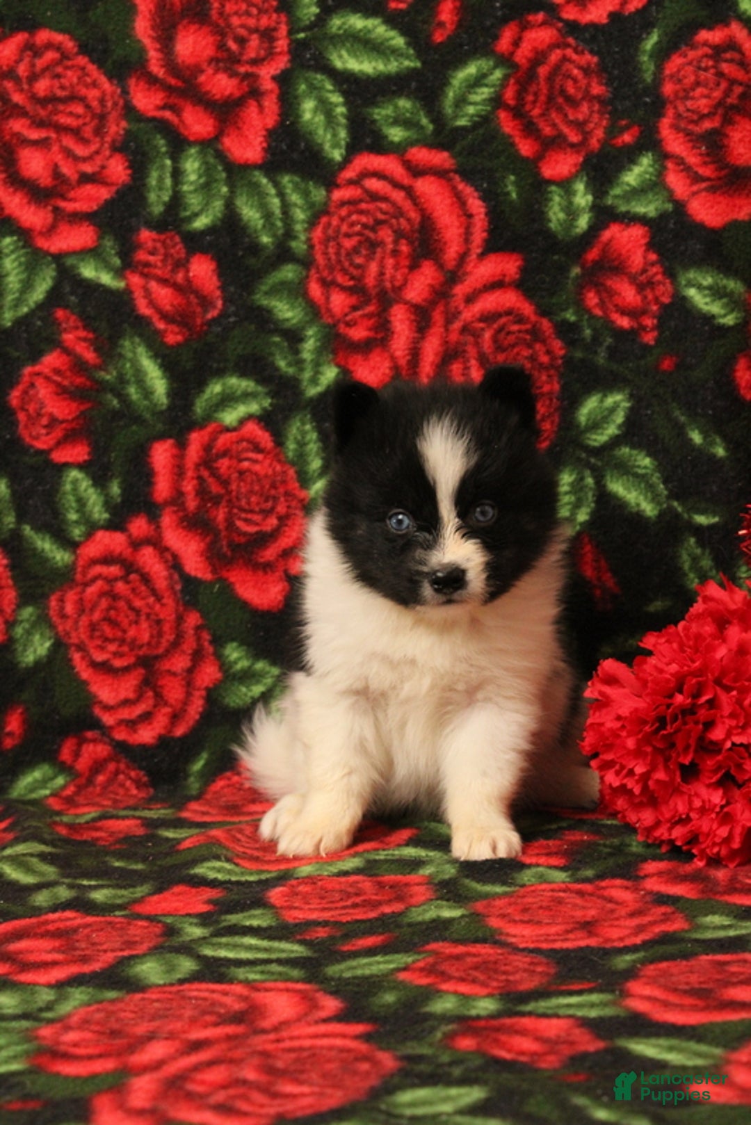 Pomsky dogs for sale: Drew - Ad 3