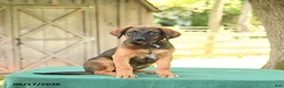 Mixed Breed dogs for sale: Sheba - Ad 5