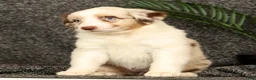 Miniature Australian Shepherd dogs for sale: Molly - Ad 5
