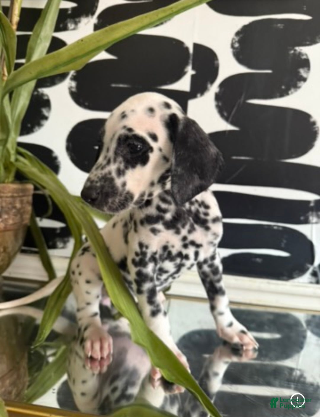 Dalmatian dogs for sale: Dice - Ad 1