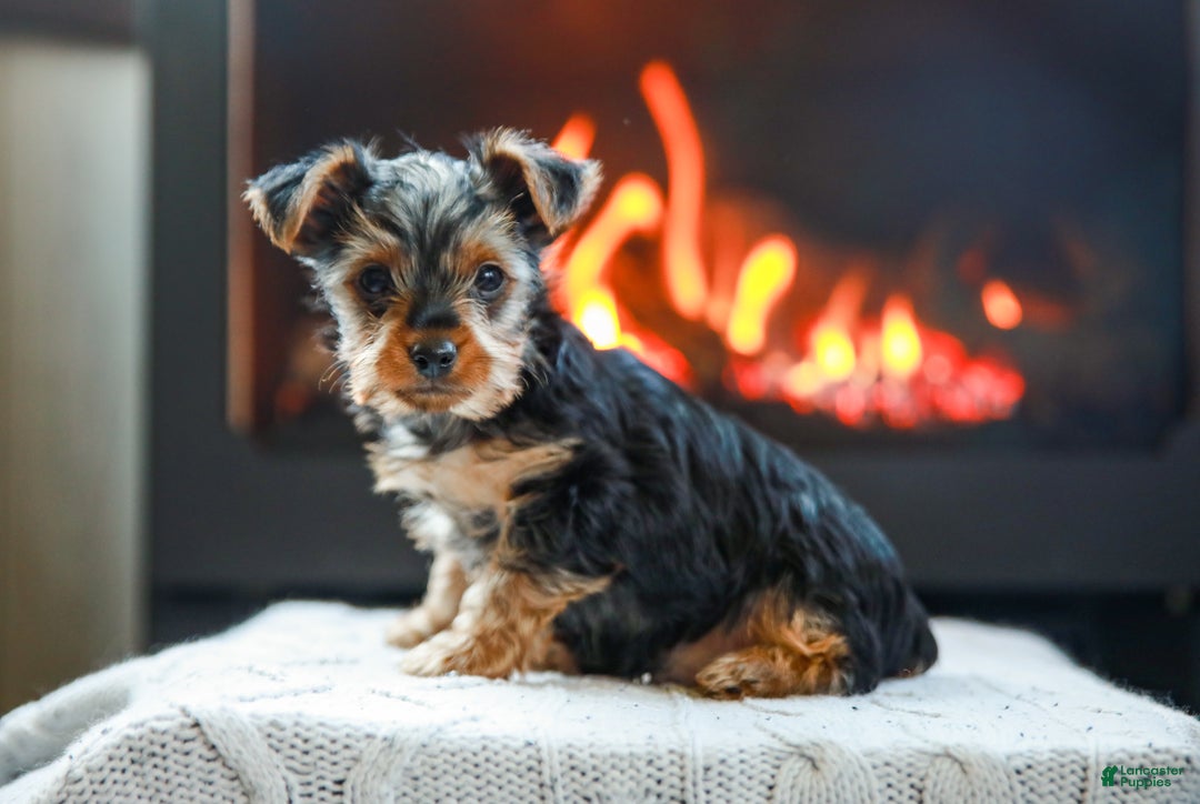 Yorkshire Terrier dogs for sale: Henry Teacup - Ad 5